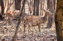 Deer Spotted at the Sariska Tiger Reserve Deer Spotted at the Sariska Tiger Reserve